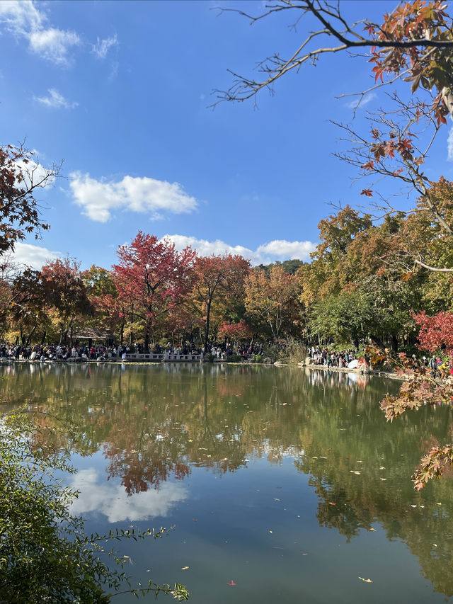 天平山的楓葉紅了，紅了，紅了！