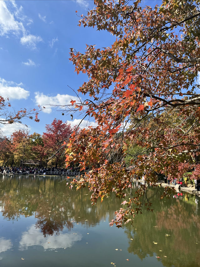 天平山的楓葉紅了，紅了，紅了！