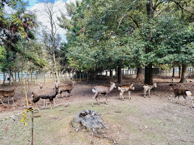 在奈良餵鹿。 在奈良餵鹿。