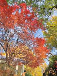 一棵樹帶火了一個公園——西安紡織公園。