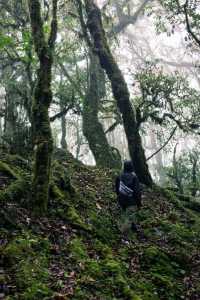 💥震撼預警！哀牢山：地球顏值巔峰，美到…