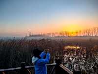 南京池杉湖濕地公園～最佳觀賞路線