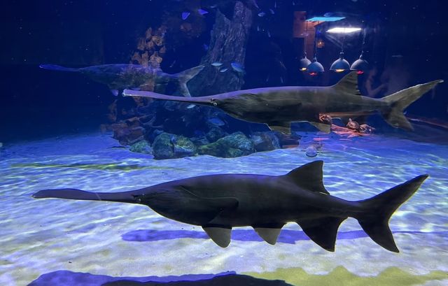 塔爾薩俄克拉荷馬水族館：探索海底世界的奧秘