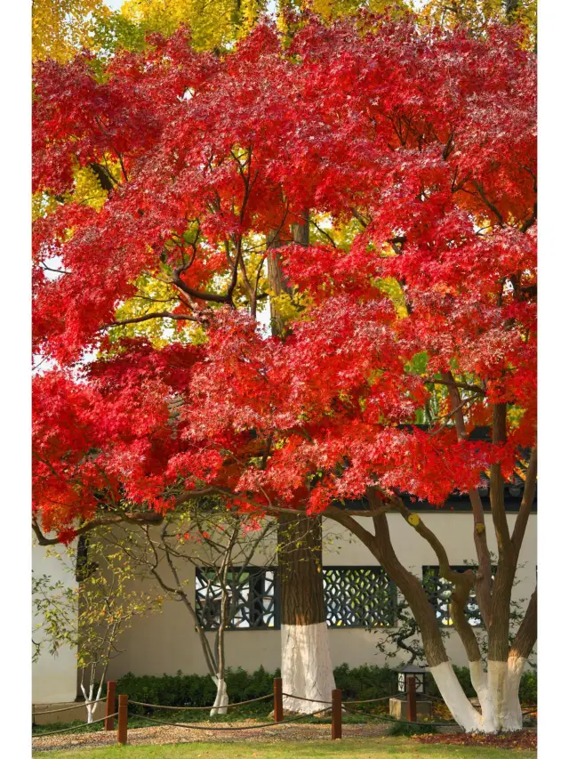 南京莫愁湖|太美啦!!市區免費賞楓地