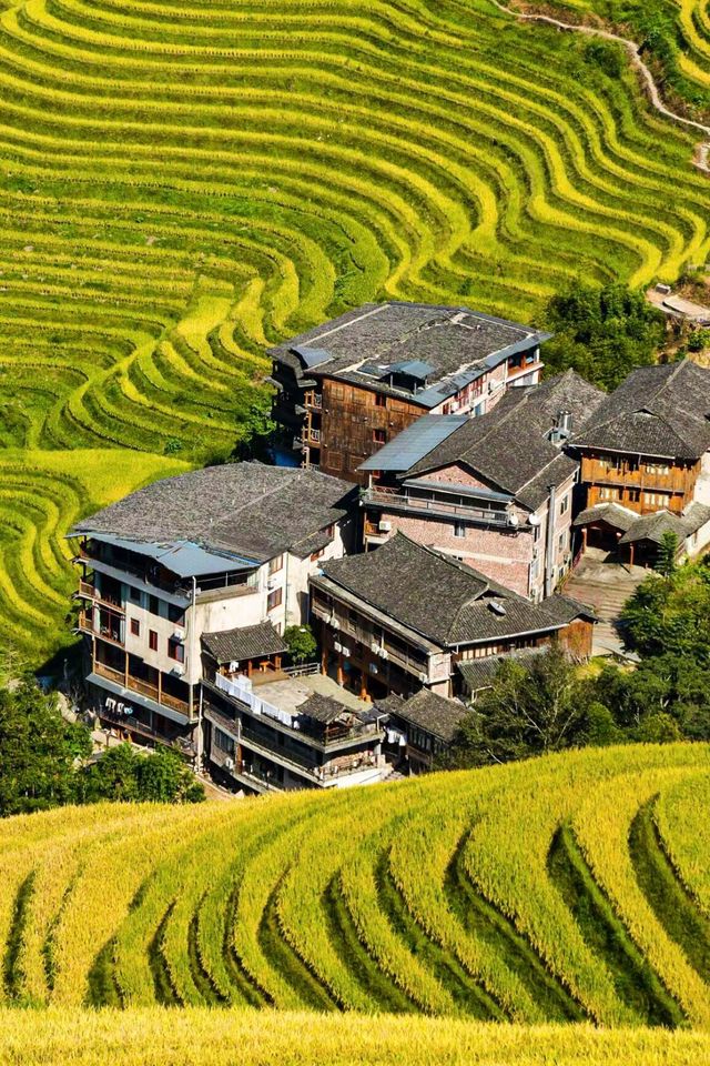 廣西桂林龍脊梯田｜金色的光輝