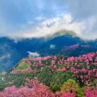 2. 《雲南無量山櫻花谷：開啟夢幻冬日的粉色花約》