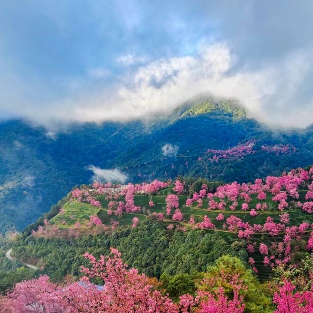 2. 《雲南無量山櫻花谷：開啟夢幻冬日的粉色花約》