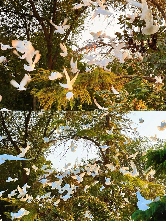 鄭州紫荊山公園遊覽攻略！帶你看遍美景！