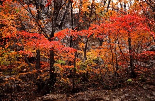 遼陽核伙溝森林公園丨東北小黃山