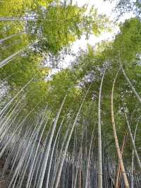 4日玩轉武夷山超詳細攻略來啦