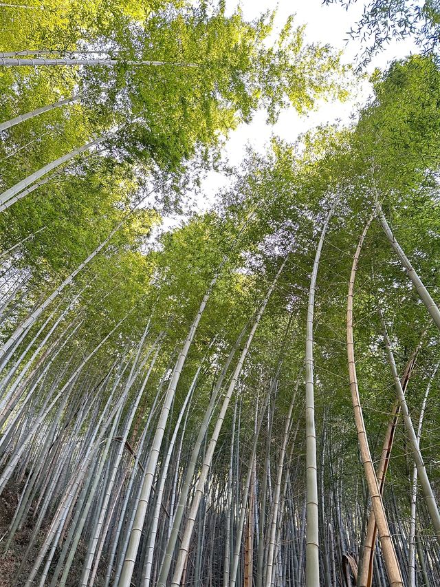 4日玩轉武夷山超詳細攻略來啦