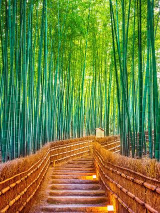 6-Day Japan Tour: Ideal for Seniors