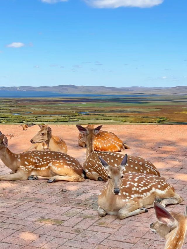 通遼旅遊攻略