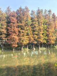 佛山公園：落羽杉絢爛如畫