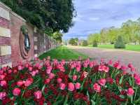 Complete Guide to the Hampton Court Palace Tulip Festival