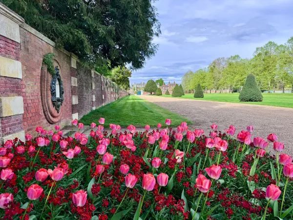 Complete Guide to the Hampton Court Palace Tulip Festival