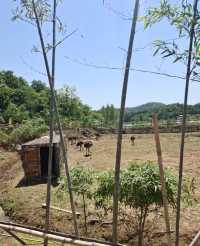 大型綜合性景區～襄陽野生動物世界