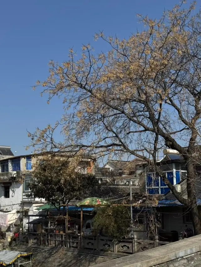 Lunar New Year in Yangzhou - Little Qinhuai River is worth a visit