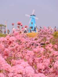 探索廣東最美的粉色花海🌸綠美生態園