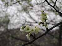 南京古林公園梅花已開，免費景點