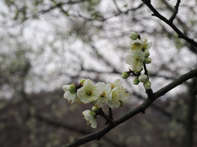 南京古林公園梅花已開，免費景點