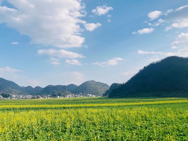 羅平油菜花海 | 金色海洋中的春日童話🫧