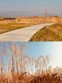 杭州良渚各景點‖一日遊拍照打卡避坑