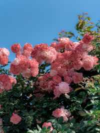漫步薔薇花海：擁抱美好與寧靜