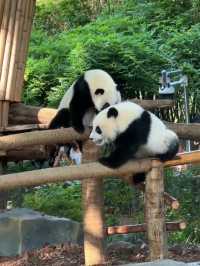 成都4日悠閒遊