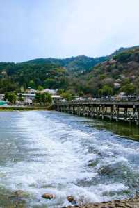 春の嵐山・渡月橋での桜体験