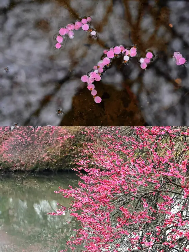 西溪濕地公園賞梅全攻略，邂逅春日浪漫！