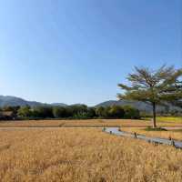 清遠三禾稻里：田園間的設計感民宿