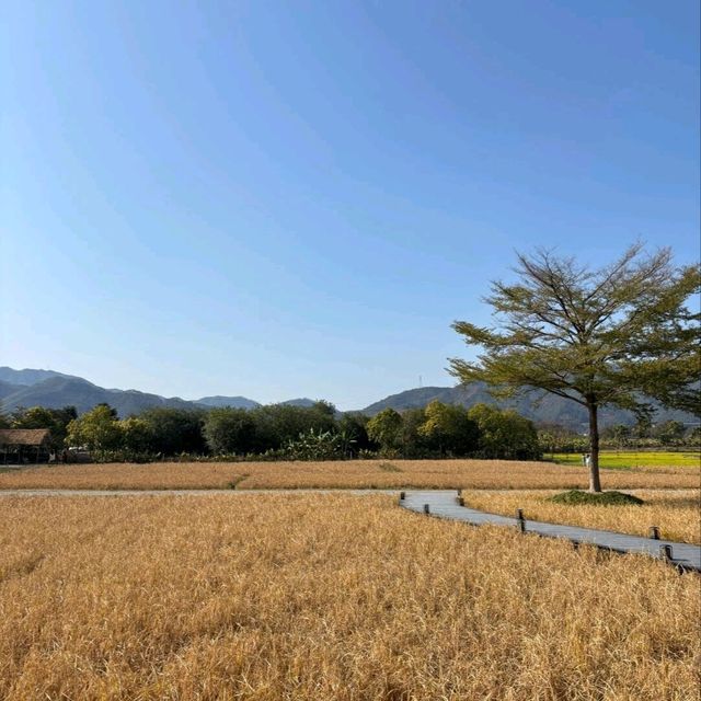 清遠三禾稻里：田園間的設計感民宿