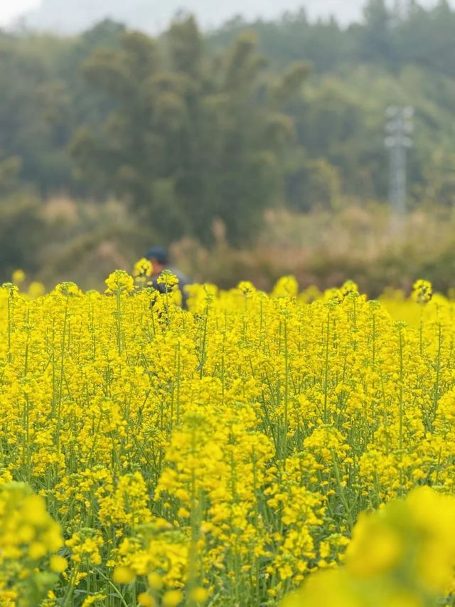 春日漫遊 ‌福州金色花海私藏地圖‌
