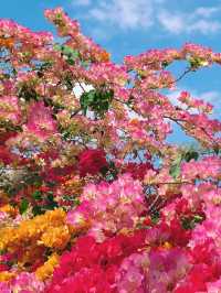 【春日限定】賞花摘果，一秒get仙女感！