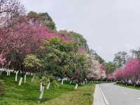 綿陽西山公園（賞花好去處）