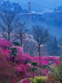 篁嶺梅花盛開（2月27號實拍）