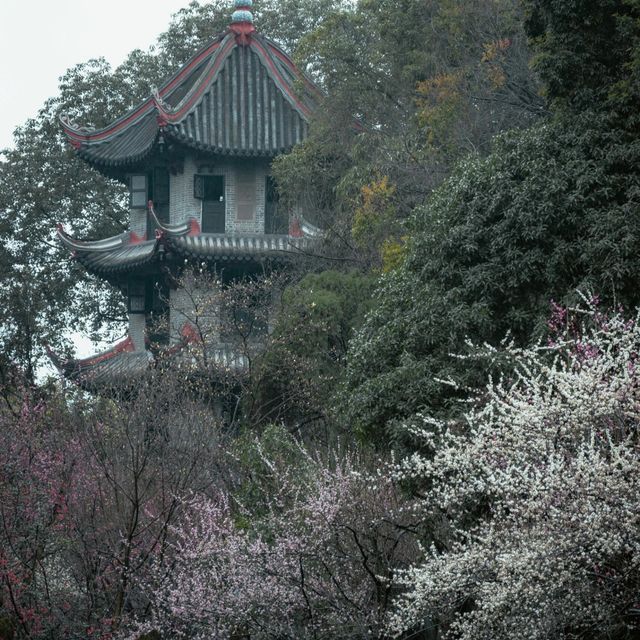 梅花大概是最適合陰雨天拍攝的花卉了