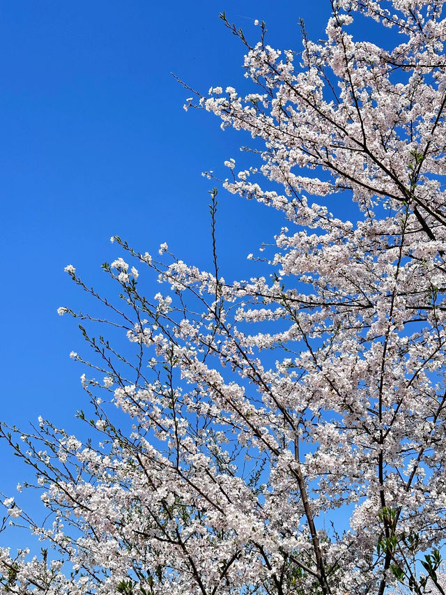 🌸貴安櫻花園爆美盛開！花期已至，火速衝