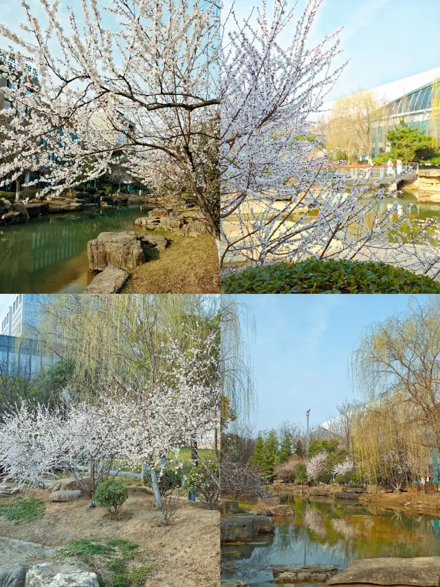 Xi'an flower viewing guide: the mountain peach blossoms in Chanba are so beautiful
