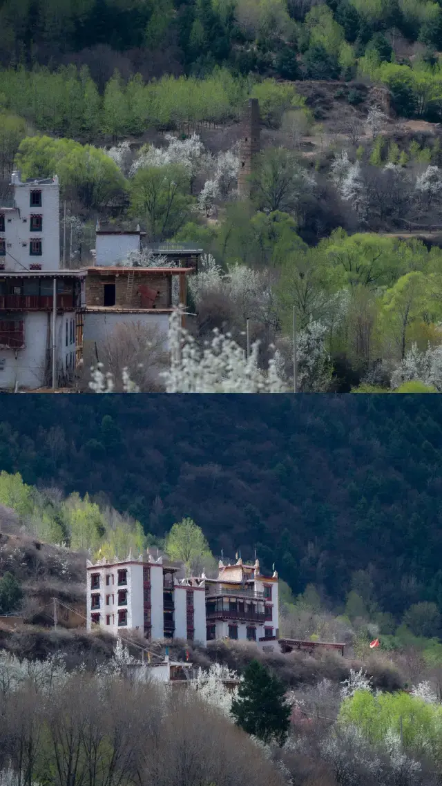 Danba Pear Blossom Viewing Guide: Tips for Avoiding Tourist Traps