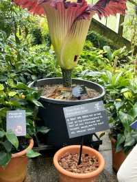 Witness the Blooming of the Corpse Flower!