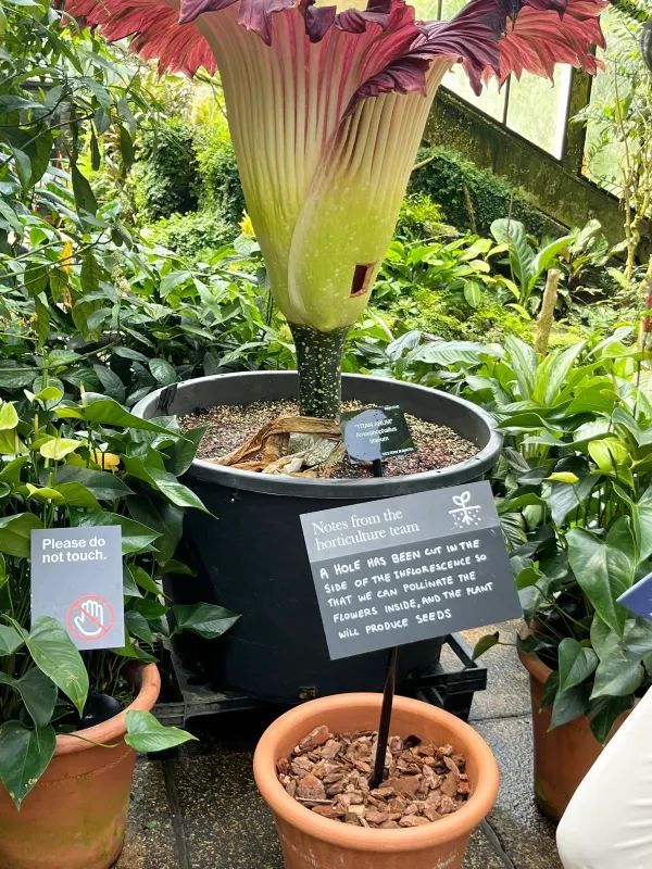 Witness the Blooming of the Corpse Flower!