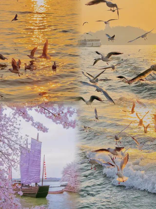 [Stunning Wuxi] One-Day Tour of Yuantouzhu: Unlock the Pink Romance of Cherry Blossom Season!