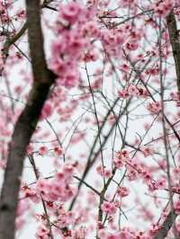 杭州青芝塢賞桃花啦！小眾好看哦～