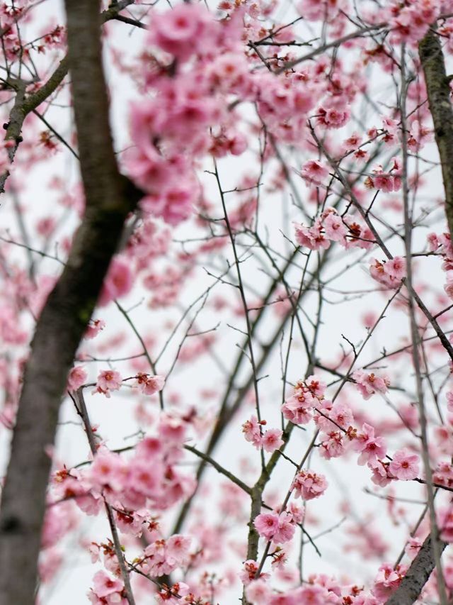 杭州青芝塢賞桃花啦！小眾好看哦～