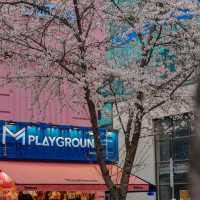 3到4月嘅韓國櫻花季🌸 直接封神，唔接受反駁❗️