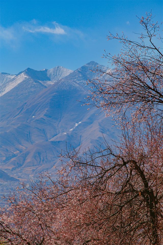 拉薩小眾旅行地，這裡的桃花比布宮還要美
