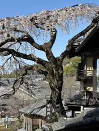Discover 13 Stunning Cherry Blossom Spots in Kyoto for 2025