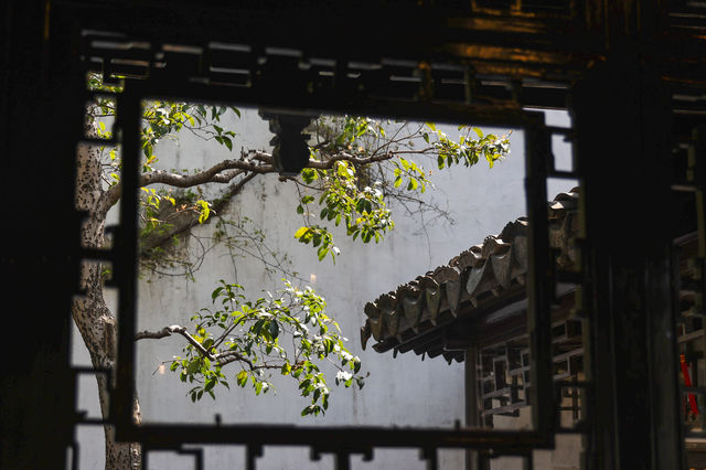 三月中旬的網師園美翻了
